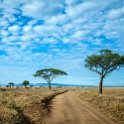 TZA MAR SerengetiNP 2016DEC25 SeroneraEast 004 : 2016, 2016 - African Adventures, Africa, Date, December, Eastern, Mara, Month, Places, Serengeti National Park, Seronera, Tanzania, Trips, Year